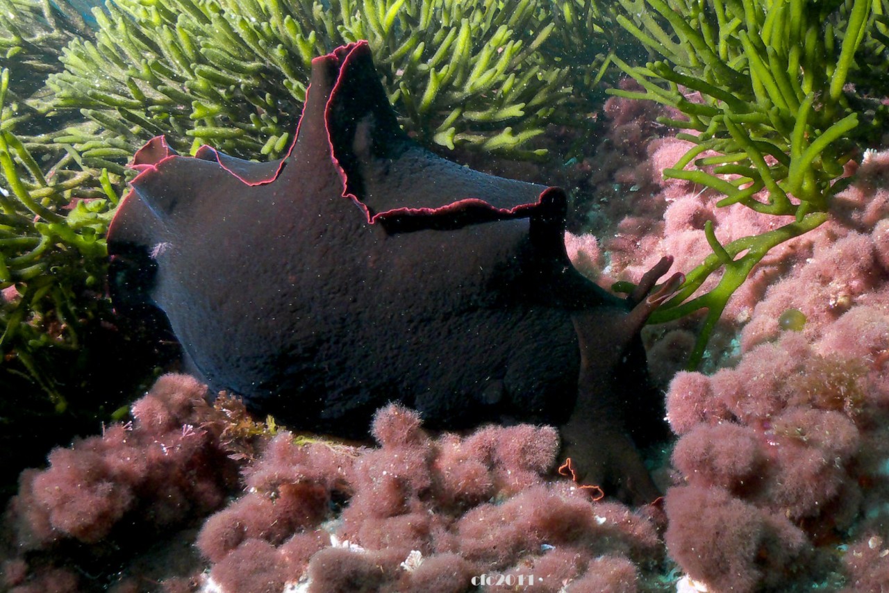 Aplysia Fasciata Galicia By Carlos Fern ndez Cid OPK Opistobranquis