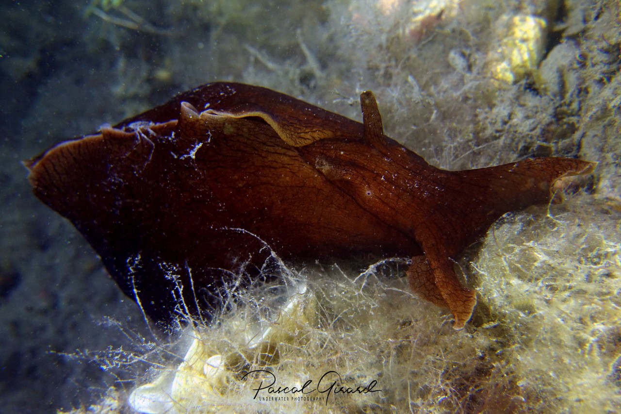 Aplysia Fasciata France By Pascal Girard OPK Opistobranquis