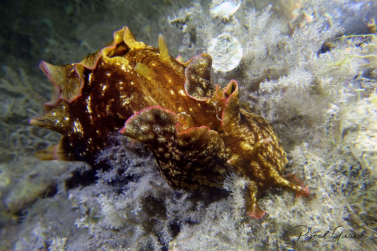 Aplysia Fasciata Mating France By Pascal Girard OPK Opistobranquis